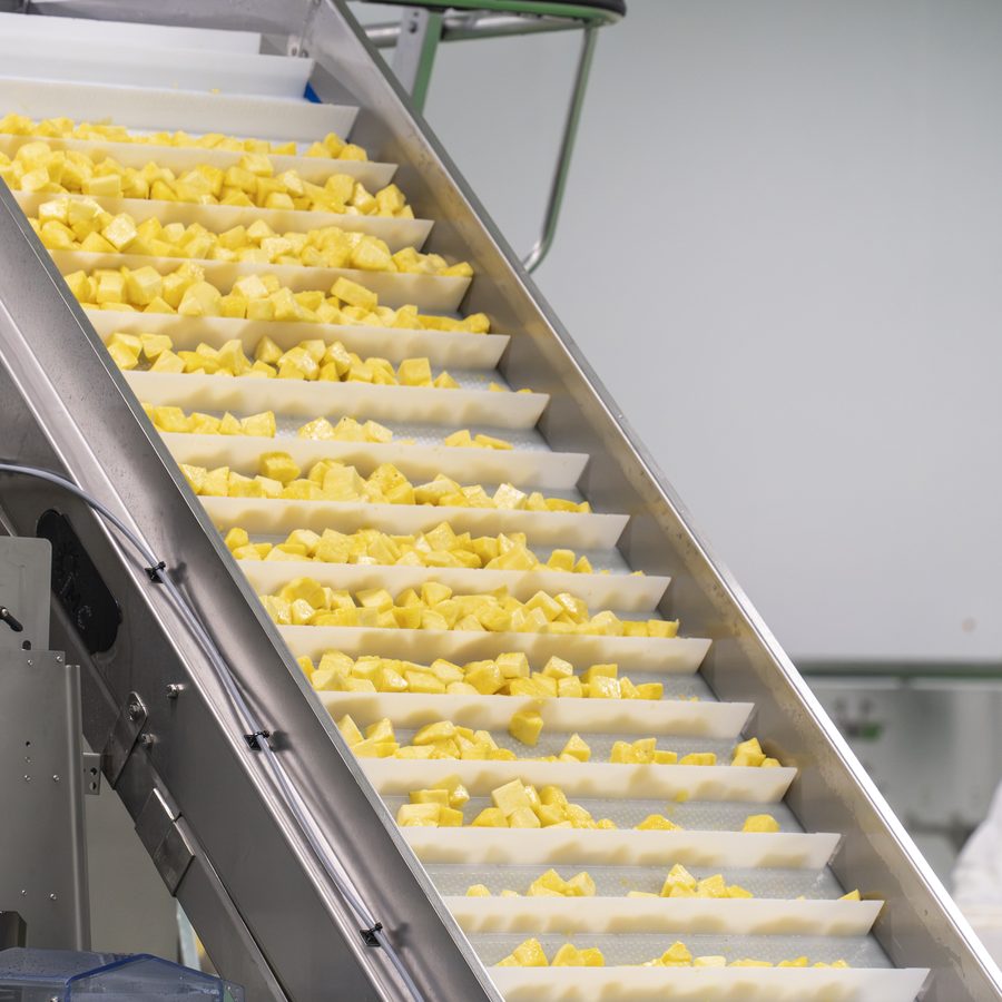 Dados de piña avanzando por la cinta de dosificación