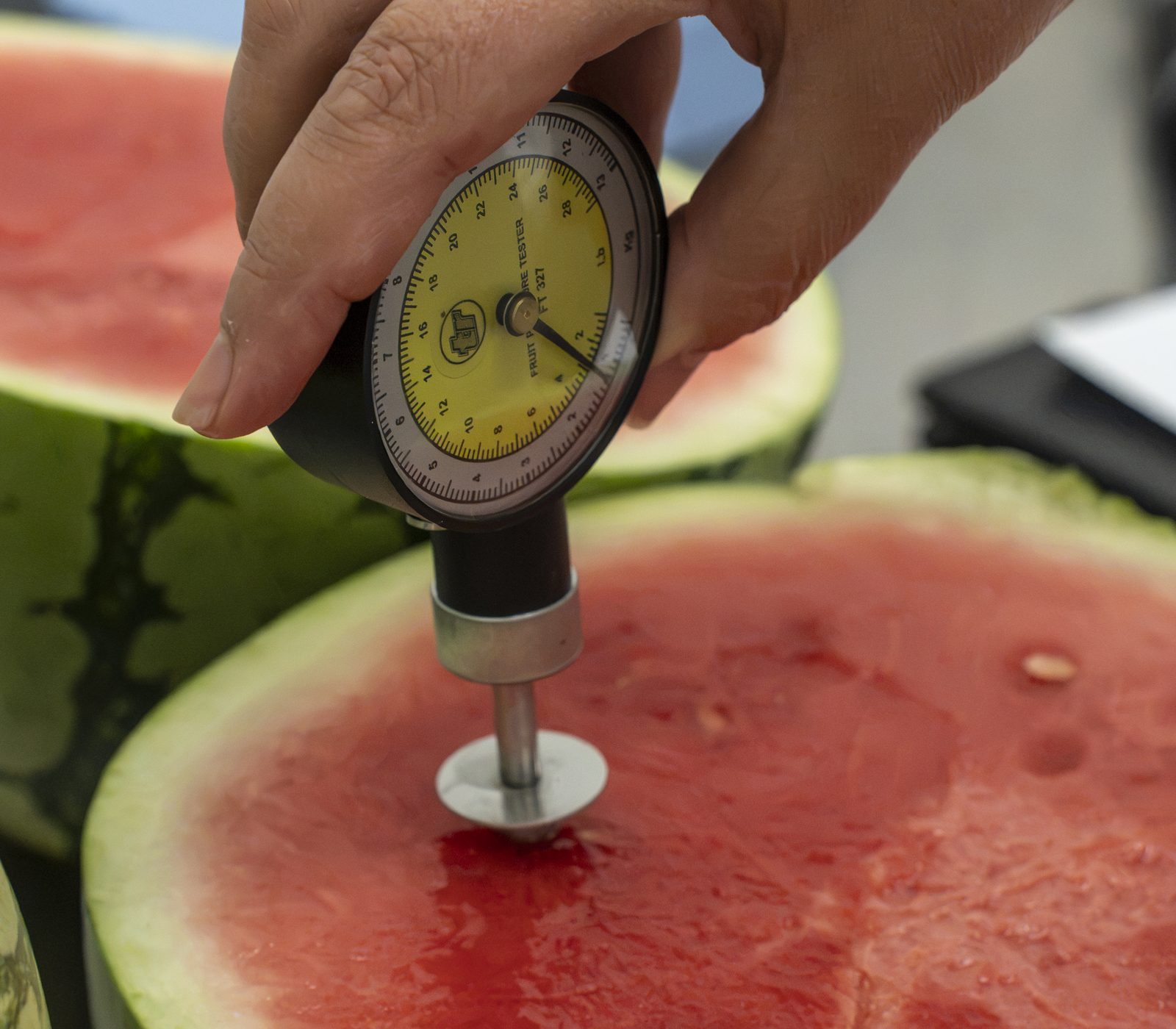 Medición de la firmeza de la sandía con penetrómetro en el control de calidad