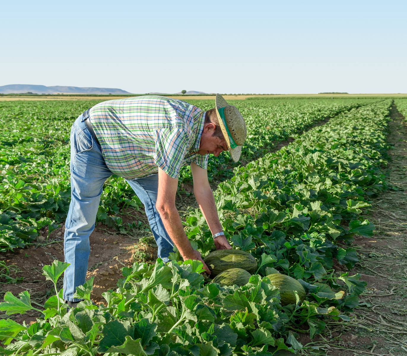 Agricultor recogiendo melones piel de sapo en el campo