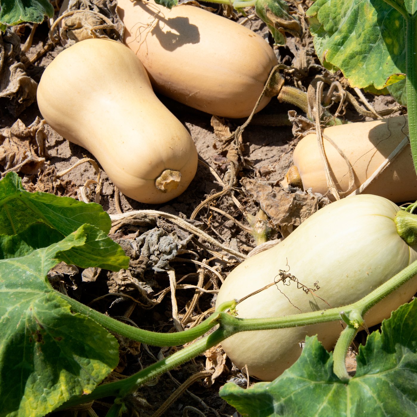 Calabazas cacahuete creciendo entre las hojas en el campo