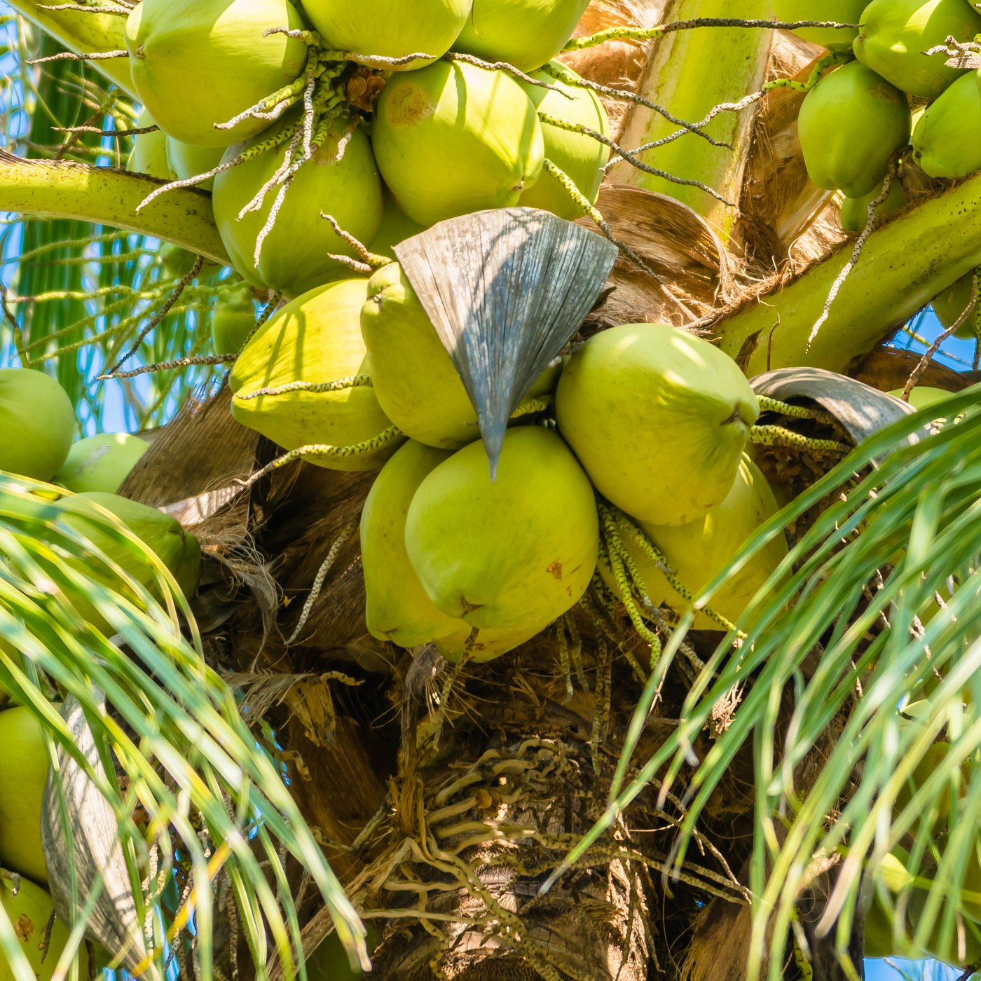 Racimo de cocos verdes en la palmera