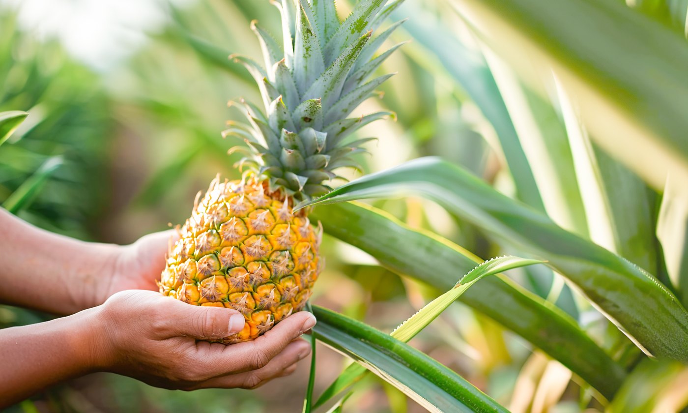 Manos sosteniendo una piña recién cortada en la plantación