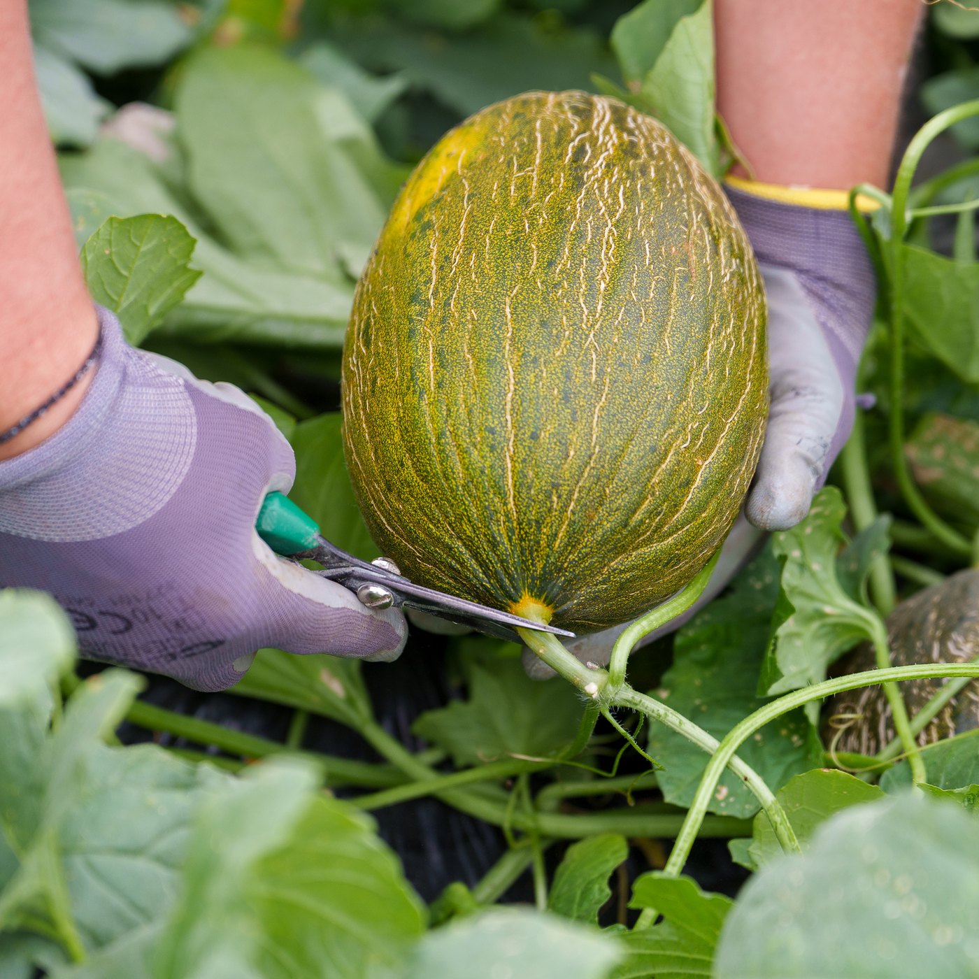 Corte de un melón piel de sapo directamente de la mata