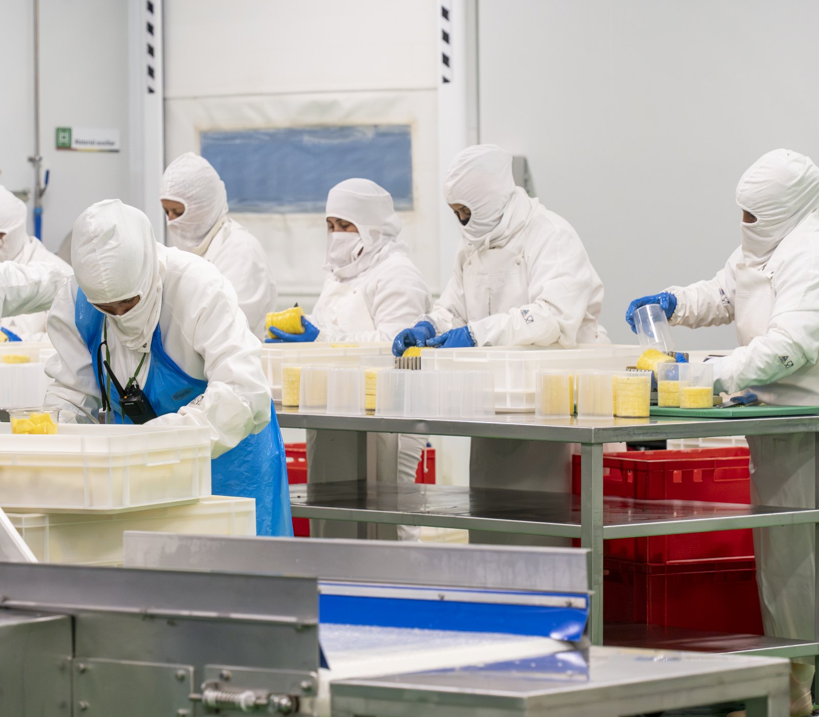 Equipo con buzo, capucha, mascarilla y guantes preparando fruta en las mesas de la sala blanca