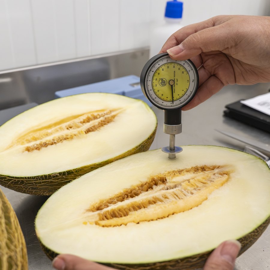 Control de firmeza con penetrómetro sobre melón piel de sapo abierto